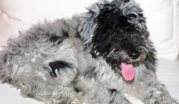 伯格马斯科犬的体重大约是多少