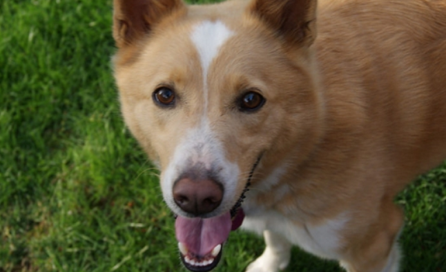 葡萄牙波登可犬1天要吃几顿