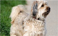 哈瓦那犬饲养有什么注意点