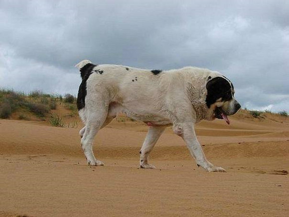 中亚牧羊犬需要怎么教