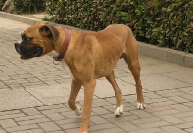 拳狮犬起源和介绍