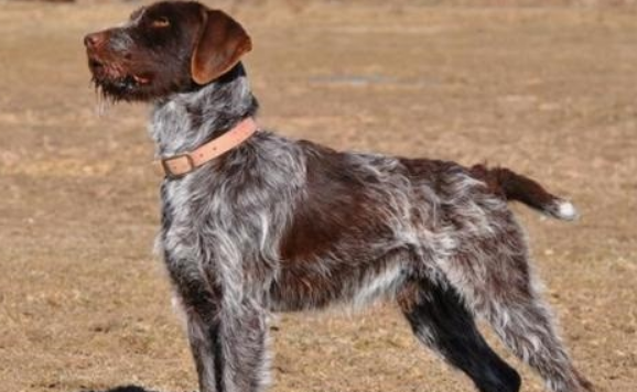 德国刚毛指示犬一般能活多久 德国刚毛指示犬一般能活多久