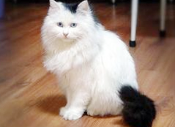 斯可可猫生病了怎么办