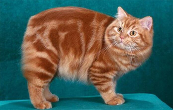 曼岛无尾猫应该如何饲养