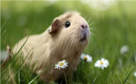 英种天竺鼠的寿命有多长