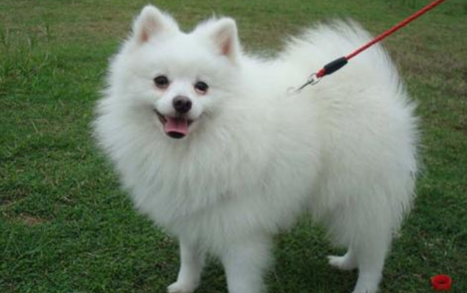 德国狐狸犬窝咳应该怎么办