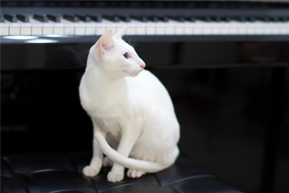 东方短毛猫为什么要绝育 东方短毛猫为什么要绝育