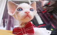 德文卷毛猫有什么特点