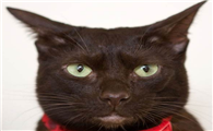 哈瓦那棕猫会发腮吗