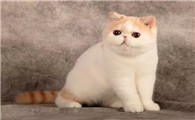 异国短毛猫粘人吗