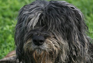 伯格马斯科犬吃多了拉稀怎么办
