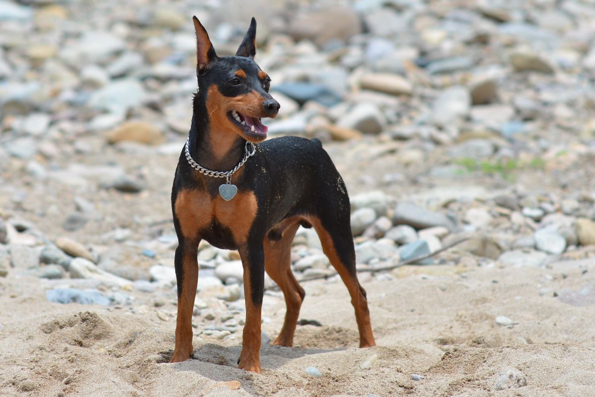 德国宾沙犬饲养有什么注意点