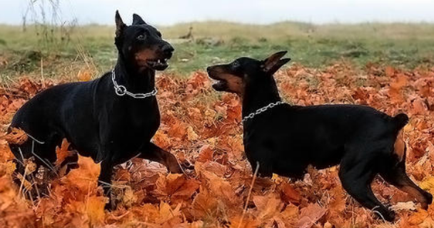 德国宾沙犬怎么判断生病了 德国宾沙犬怎么判断生病了