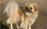 怎么判断西藏猎犬得了什么病
