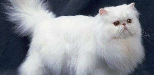 波斯猫怎么看品相
