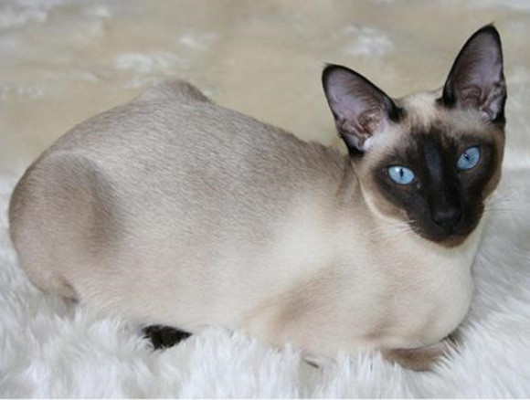 东奇尼猫粘人吗 东奇尼猫粘人吗