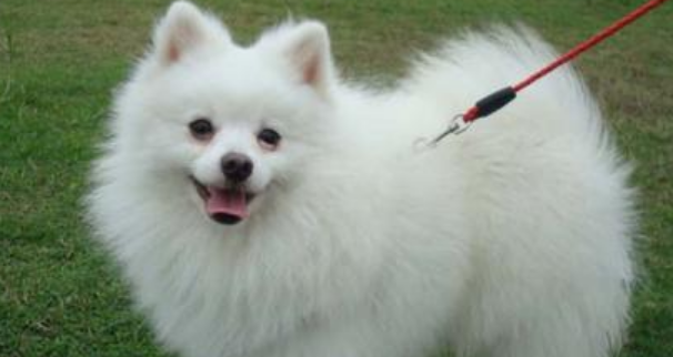 德国狐狸犬训练有技巧吗