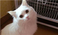 山东狮子猫生病了什么状态