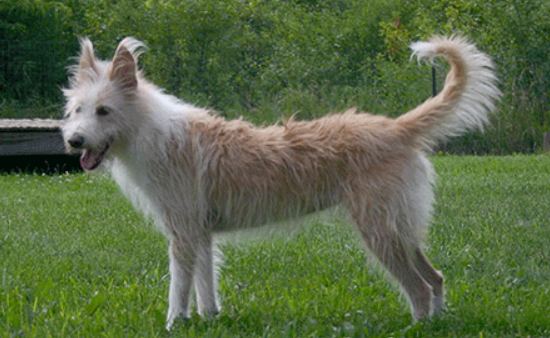 葡萄牙波登可犬吐了需要怎么办