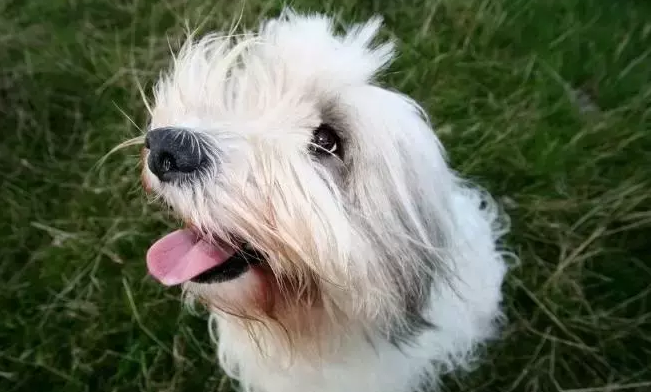 波兰低地牧羊犬如何选购？需要注意哪些？