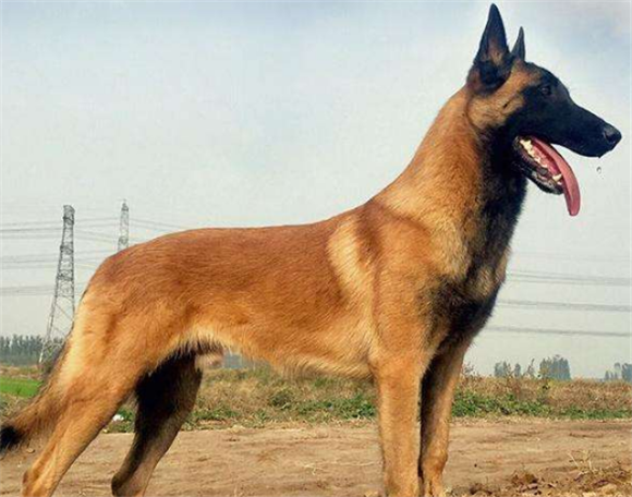 比利时马林诺斯犬的生活习性 比利时马林诺斯犬的生活习性