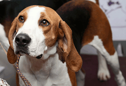 树丛浣熊猎犬饲养有什么注意点