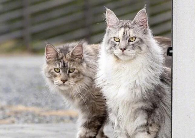 想要成长到全尺寸的缅因猫要花四年到五年的时间,所以在饲养缅甸猫的