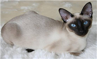 东奇尼猫有几种颜色