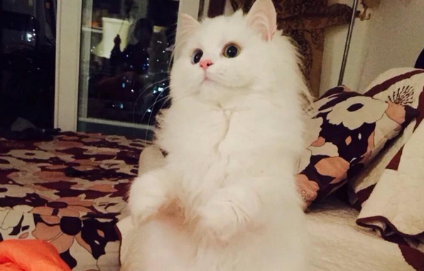 波斯猫的性格特征 波斯猫的性格特征