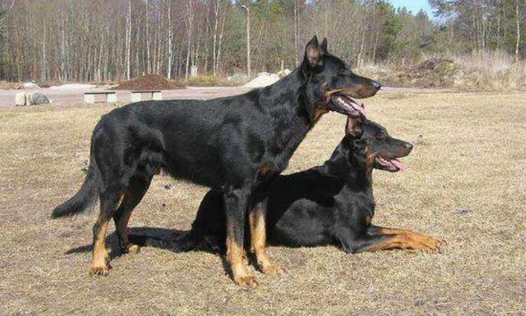 法国狼犬一般多少钱 法国狼犬一般多少钱
