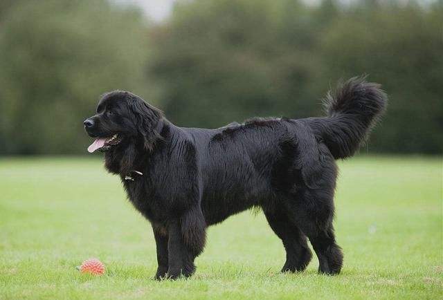 紐芬蘭犬飼養有什麼注意點