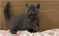 英国短毛猫寿命多久