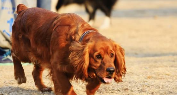 田野小猎犬一般多少钱 田野小猎犬一般多少钱