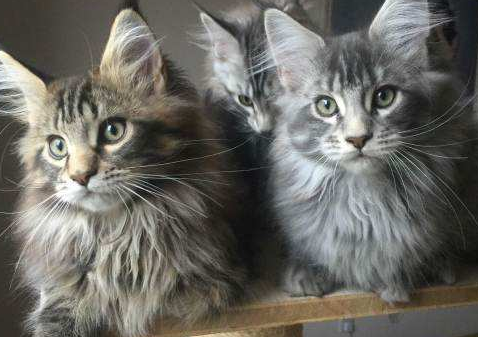 缅因猫好养吗 缅因猫好养吗