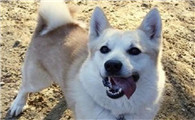 挪威牧羊犬不能吃什么