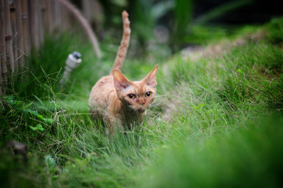 德文卷毛猫生病了什么状态 德文卷毛猫生病了什么状态