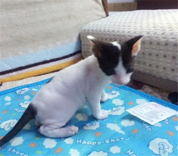 柯尼斯卷毛猫3_副本1.png