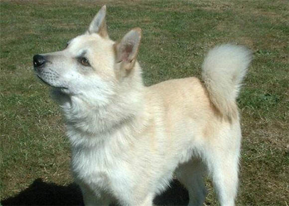 挪威牧羊犬生活习惯