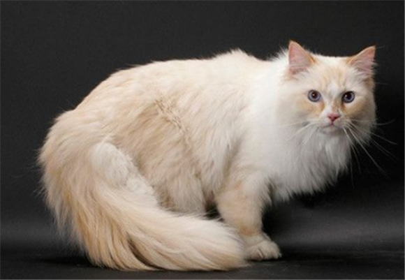 褴褛猫拥有着极端甜的性格,感觉它就像一只非常可爱的哈叭狗.