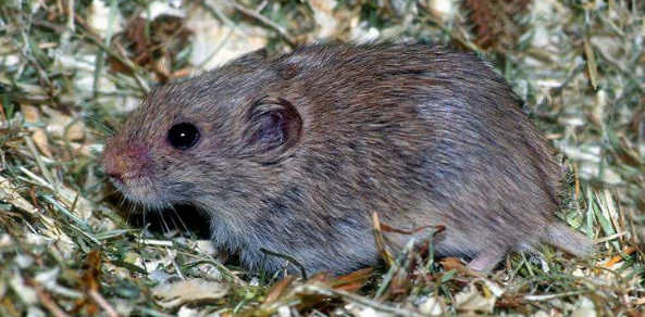 挑选灰尾田鼠的注意事项