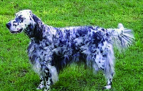 养英国雪达犬要注意什么
