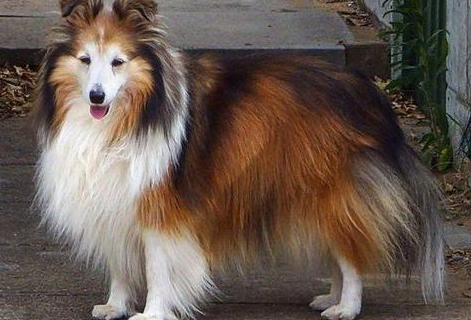 柯利犬训练技巧
