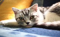 斯可可猫一般能活多久
