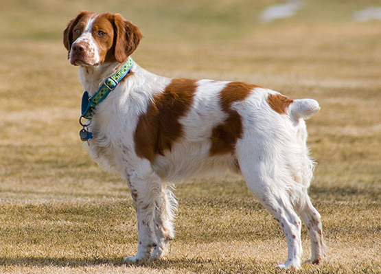 布列塔尼犬警惕而热烈,但带有猎鸟犬的柔和表情.