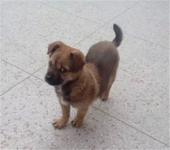 奇努克犬吐了需要怎么办