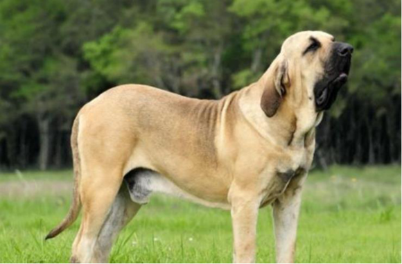 巴西菲勒犬吐了需要怎么办 巴西菲勒犬吐了需要怎么办