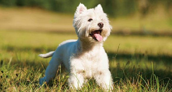 西高地犬不能吃什么