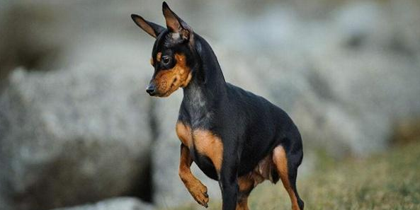 迷你杜宾犬训练技巧 迷你杜宾犬训练技巧