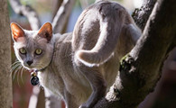 东奇尼猫的选购技巧