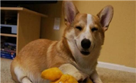 威尔斯柯基犬如何训练